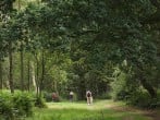 In the woods In the woods